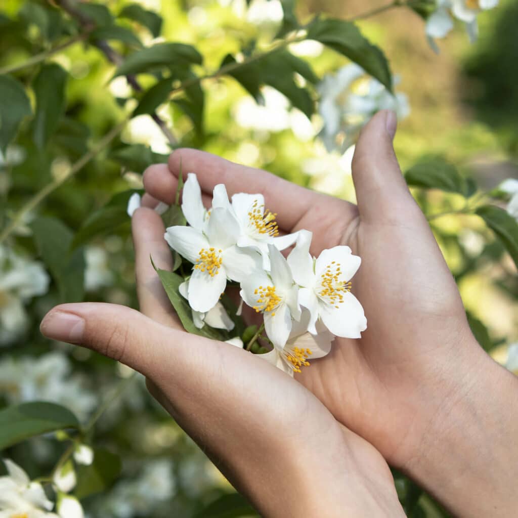 Parfums Senteur Jasmin