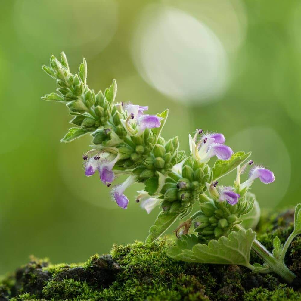 Parfums Senteur Patchouli