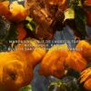Forte Mandarine Basilic 3346470144729