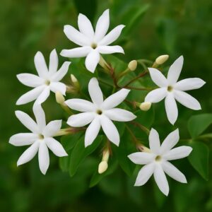 Jasmin Grandiflorum